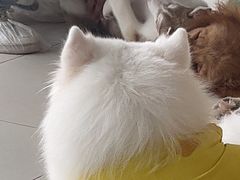 -怪兽屋·羊驼·猫咖·狗咖(俊华广场店)