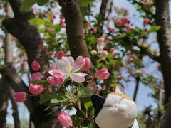 -海棠花溪(元大都城垣遗址公园)