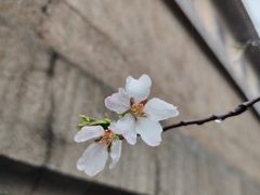 -武汉大学-樱园