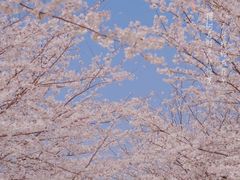 -高东镇樱花园