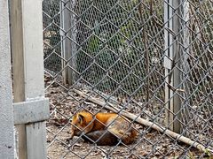 -合肥野生动物园
