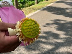 -荷塘月色湿地公园·向阳花洲
