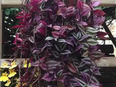-南山植物园