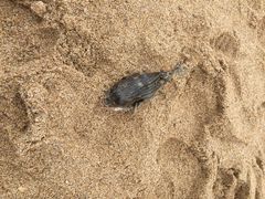 垦丁白沙湾海滩-白沙湾海滩