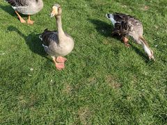 -银树楼(紫玉山庄东区店)