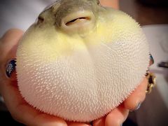 -肆月河豚·新淮扬(金融街店)
