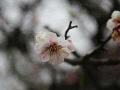 -香雪海