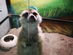 -藦茜花园宠物主题亲子互动体验馆(国顺东路店)