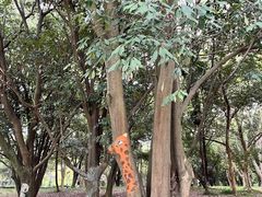 -杭州植物园