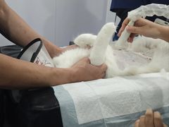 -博特宠物医院24h犬猫全科.骨科·异宠