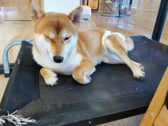 -南京Hallo宠物乐园·哈罗犬舍·柴犬繁育基地