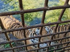 -贵州森林野生动物园