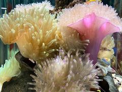 -太平洋海底世界