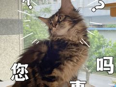 -十年猫舍·猫咪专门店(普陀店)