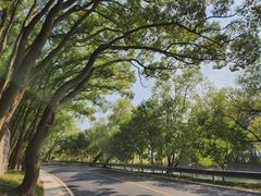 -上海佘山国家森林公园天马山园