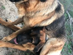 -宠颐生动物医院·心脏科·保险定点(锦阳分院)