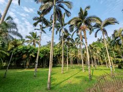 -中国科学院西双版纳热带植物园