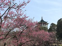 -无锡梅园公园