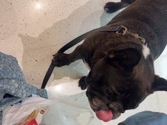 -帕帕拉兹宠物(亚洲旗舰店)