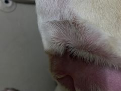 -瑞派动物医院·猫专科·至诚(江南中分院)