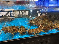 波士顿龙虾-盒马鲜生(曜一城店)