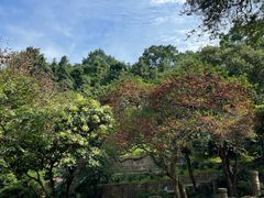 -深圳仙湖植物园