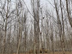 -东郊湿地公园