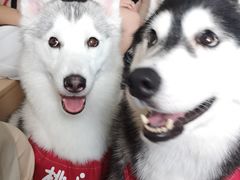 -Husky Go! 哈士奇体验馆·宠物咖啡厅狗咖