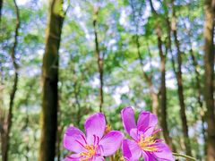 -铁山坪森林公园