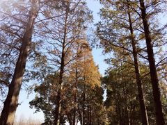 -上海长兴岛郊野公园