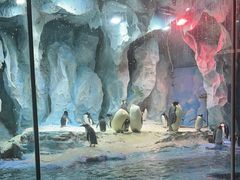 -帝企鹅自助餐厅•儿童岛•真企鹅(长隆企鹅酒店)