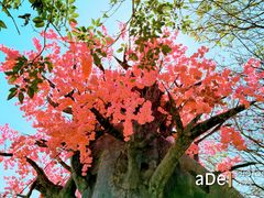 -天适樱花悠乐园