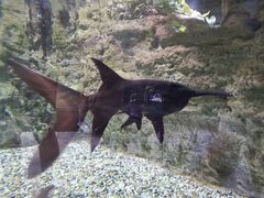 -迪拜水族馆及水下动物园