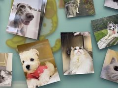 -爱妮康宠物医院·干细胞免疫细胞·肿瘤·心脏(张江店)