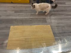 -BABIT巴比特宠物(MOMOPARK店)