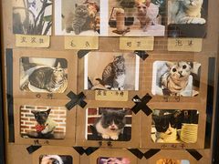 -猫友咖啡店(玉林西路店)