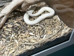 -上海大自然野生昆虫馆(东方明珠·爬宠昆虫探索中心)