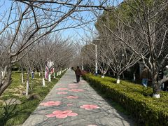 -高东镇樱花园