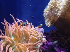 -西雅图水族馆