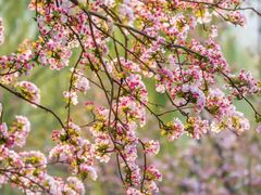 -海棠花溪(元大都城垣遗址公园)