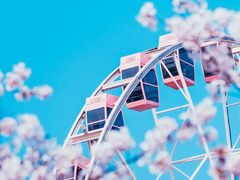 -顾村公园