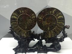 -贝壳王国博物馆