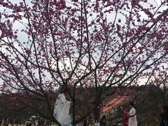 -秀丽东方