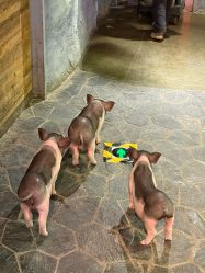 -Zoolung Zoolung动物主题公园(海信广场店)