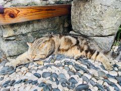 -喵屿·大理花园猫咖