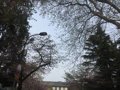 -武汉大学-樱园