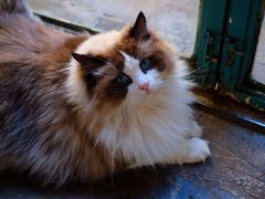 -喵屿·大理花园猫咖