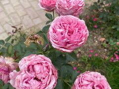 -鹅湖玫瑰文化园