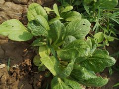 -杨柳青园艺科技博览园