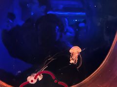 -大连圣亚海洋世界